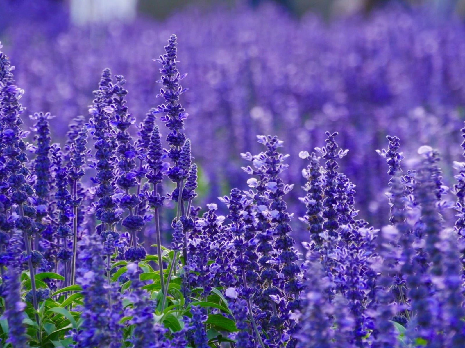 Tips & Information about Lavender Gardening Know How