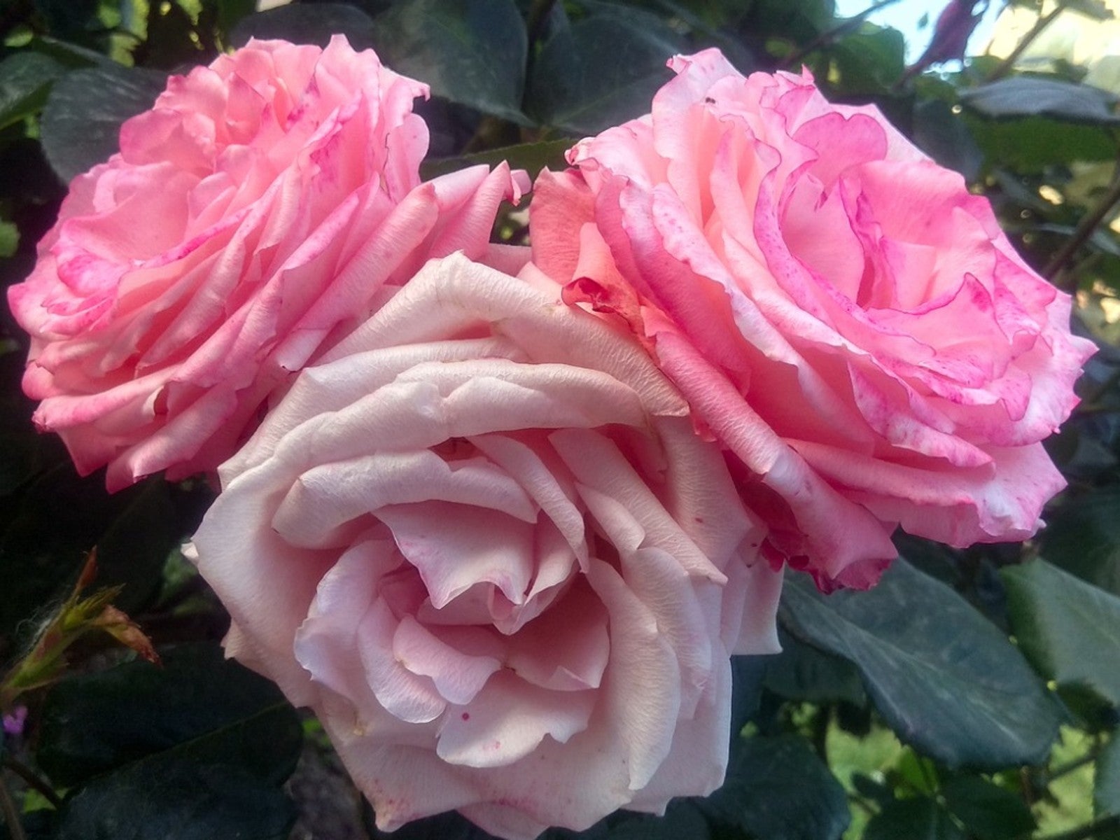 Why Are My Roses Changing Color Learn What Makes Roses Change Color