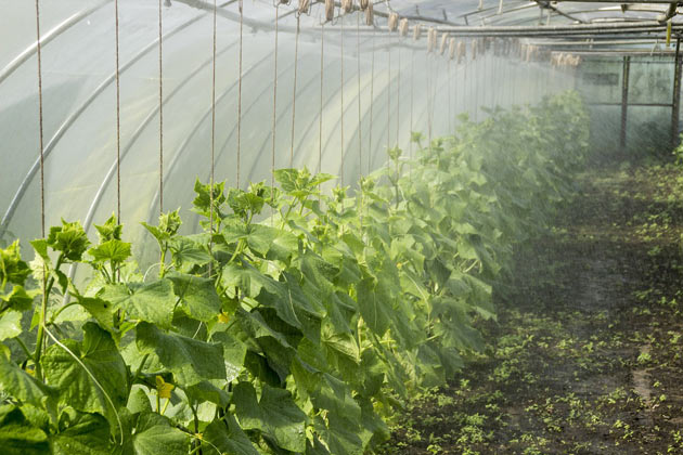 Greenhouse Watering Systems Gardening Site
