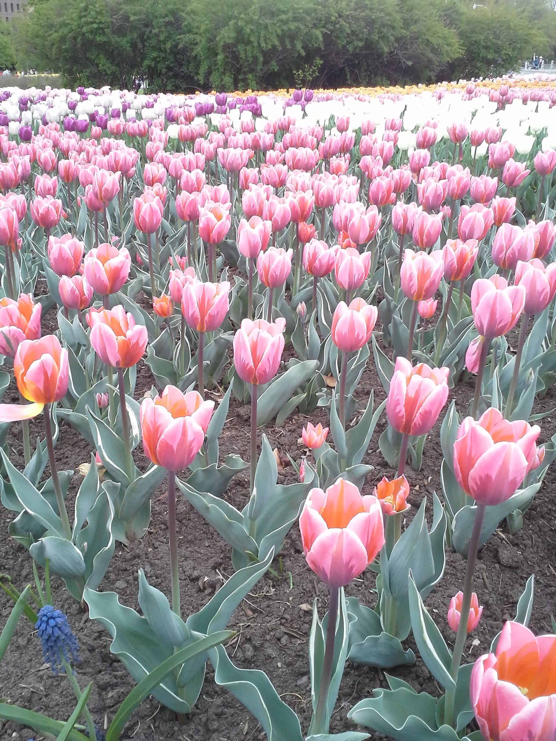 How to Grow Tulips gardening tulips growing tulips bulbs