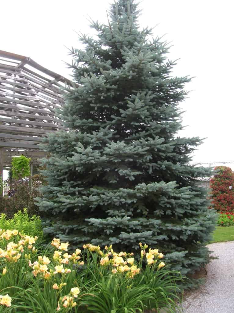 How to Grow Christmas trees and select them for the holidays