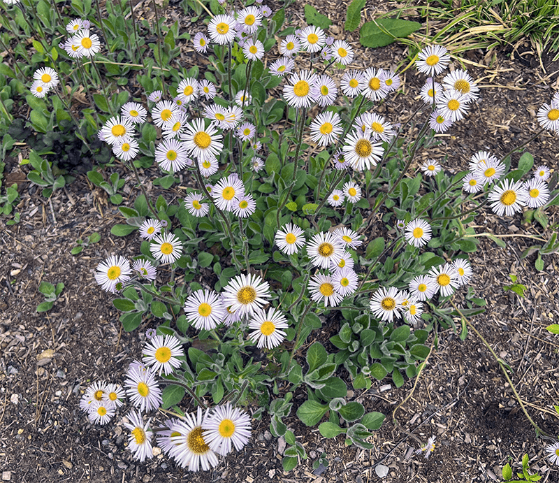 I Love Erigeron pulchellus ‘Meadow Muffin’