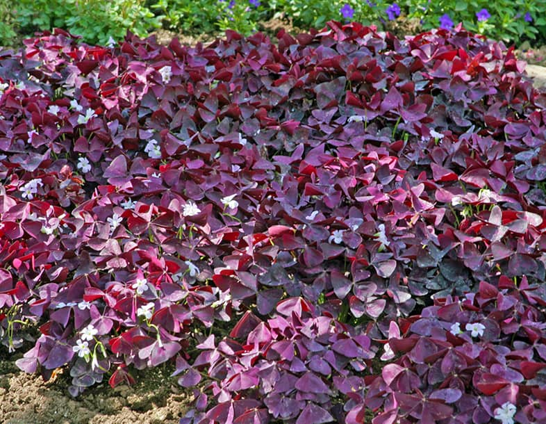 I Love Oxalis triangularis aka false shamrock