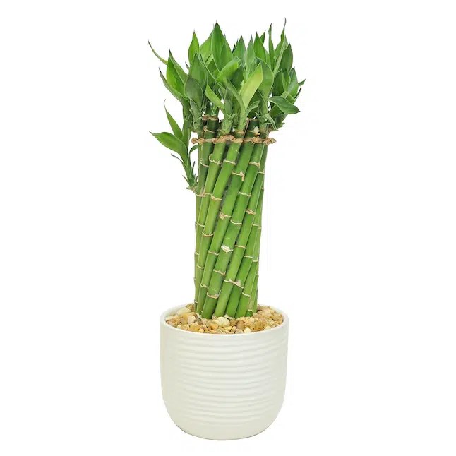 Top 15 Best Plants For Bathroom Smells