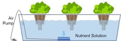 DWC Hydroponics For Beginners: How To Get Started With Deep Water Culture