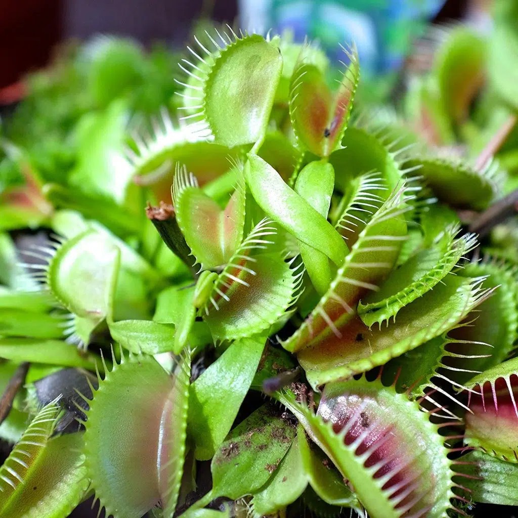 15 Common Questions Why Wont My Venus Fly Trap Close And More