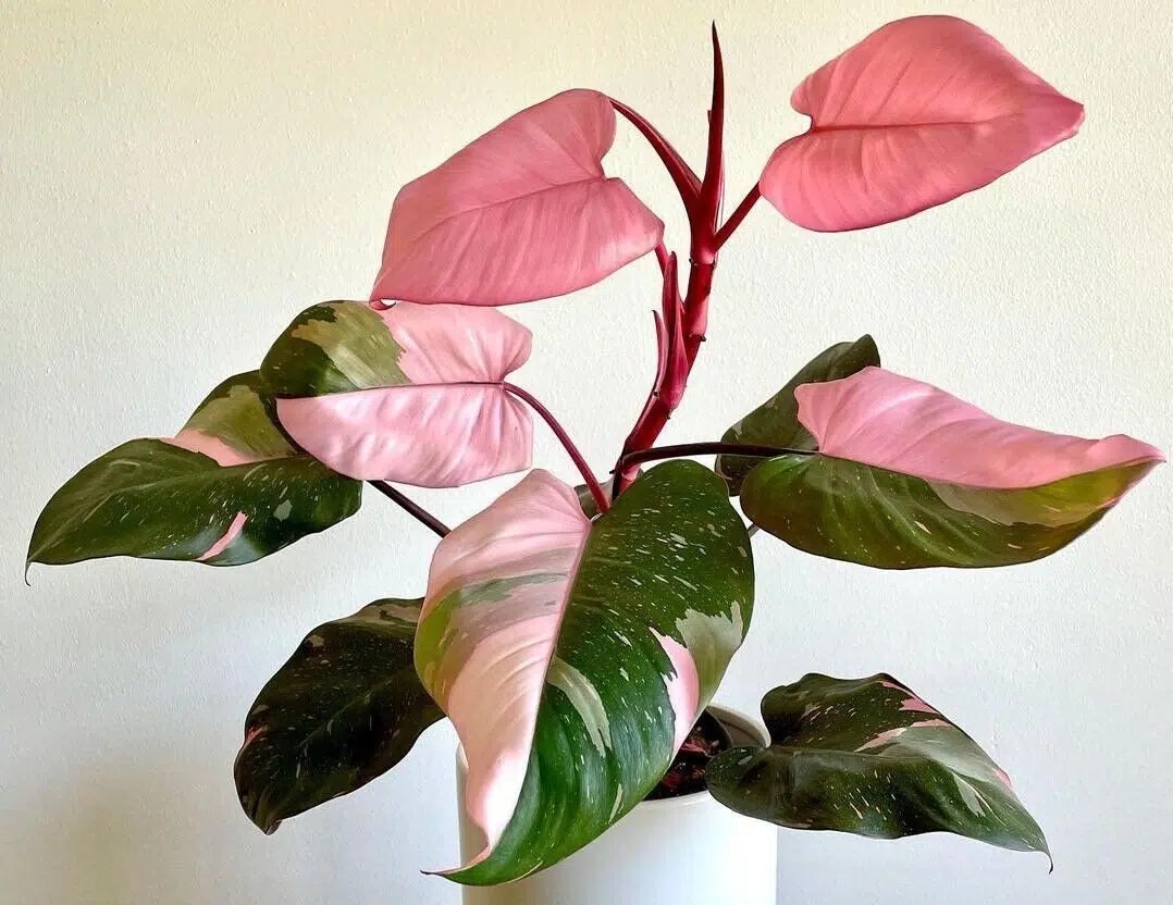 6 Ways How To Get MORE PINK In Pink Princess Philodendron