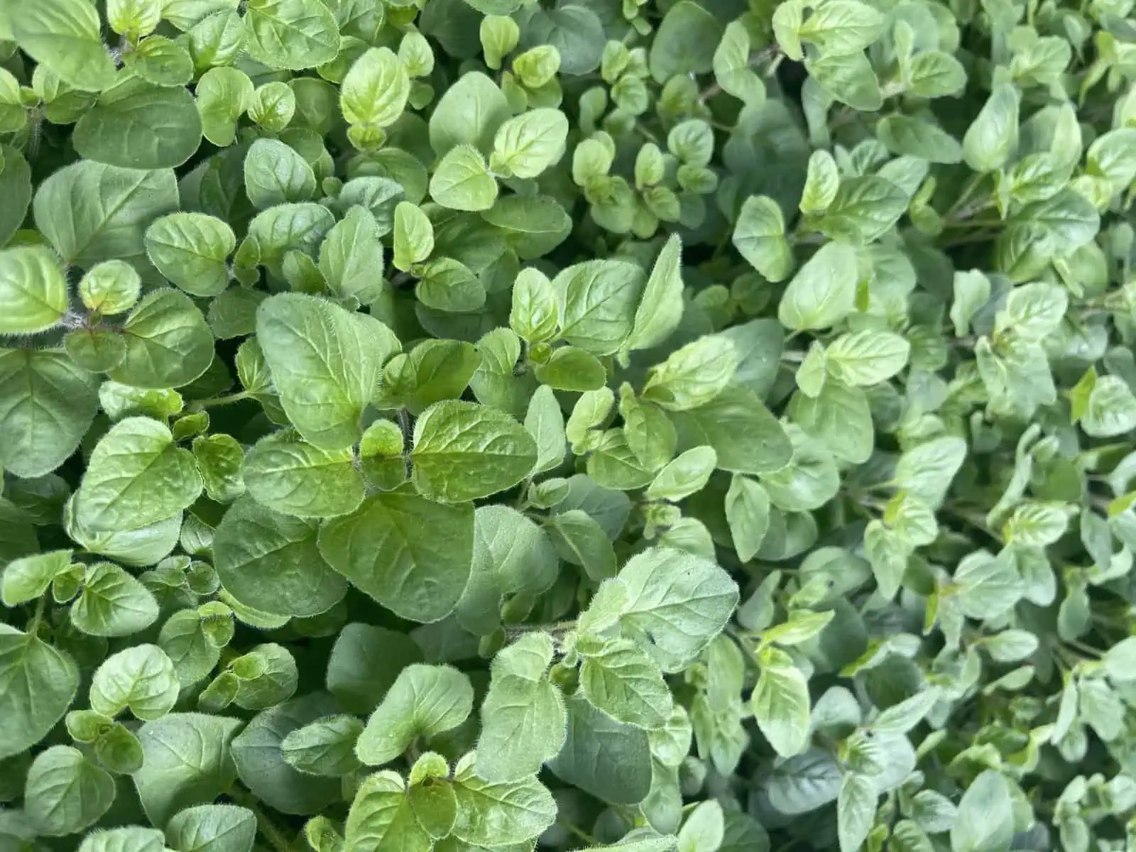 50 Plants That Start With O A Comprehensive List