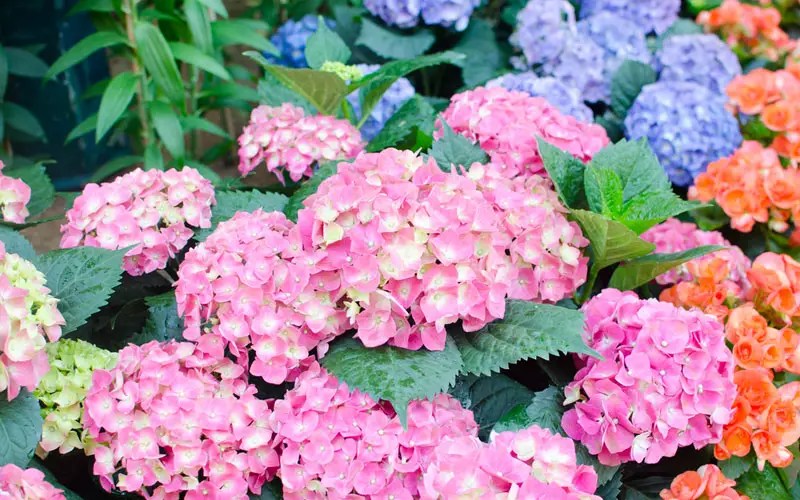 How to Change the Color of Hydrangea Flowers Garden Lovers Club