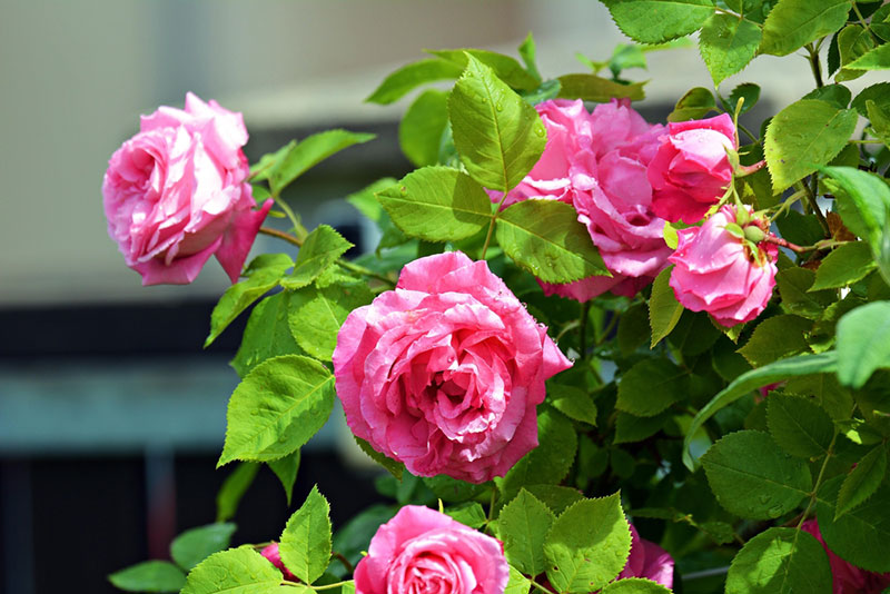 10 Stunning Pink Annual Flowers For Your Garden Garden Lovers Club