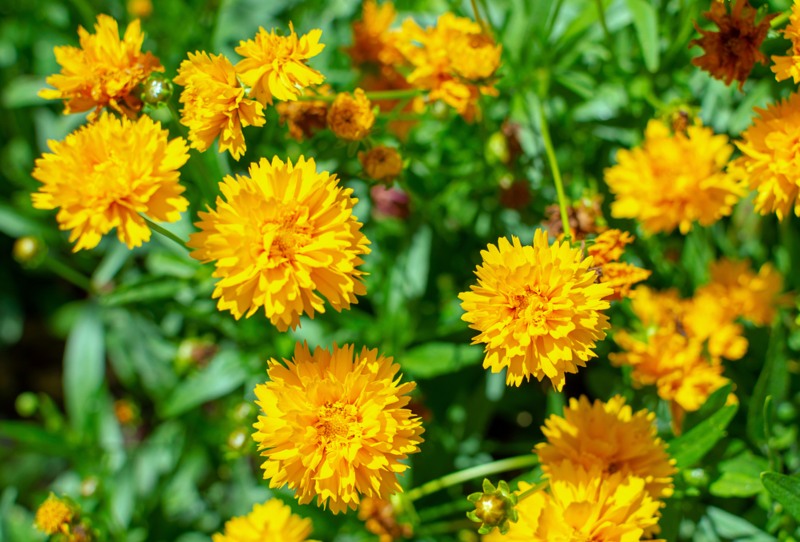 10 Perfect Illinois Perennials (Growing Tips & Photos) Garden Lovers Club