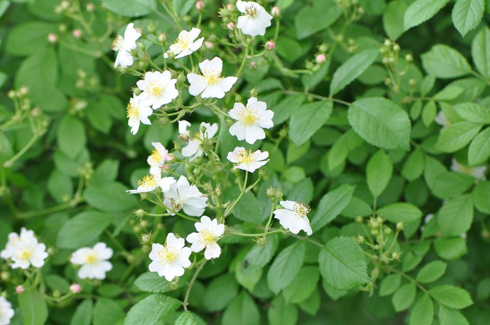 Multiflora Rose