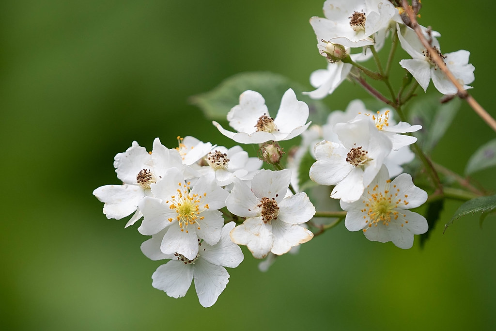 Musk Rose
