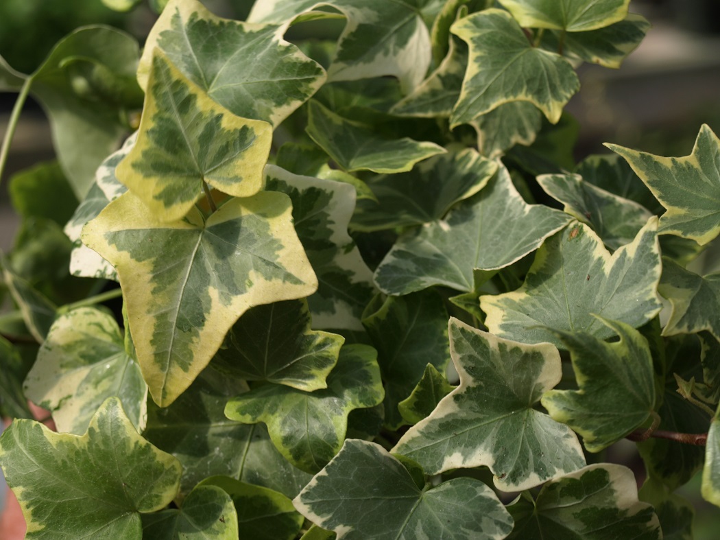 20+ Different Types of Ivy Plants