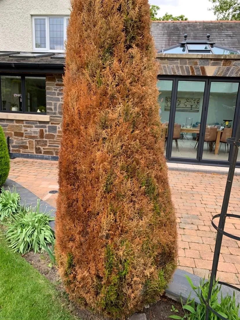 Dying conifers turning brown how to fix brown conifers? Dying