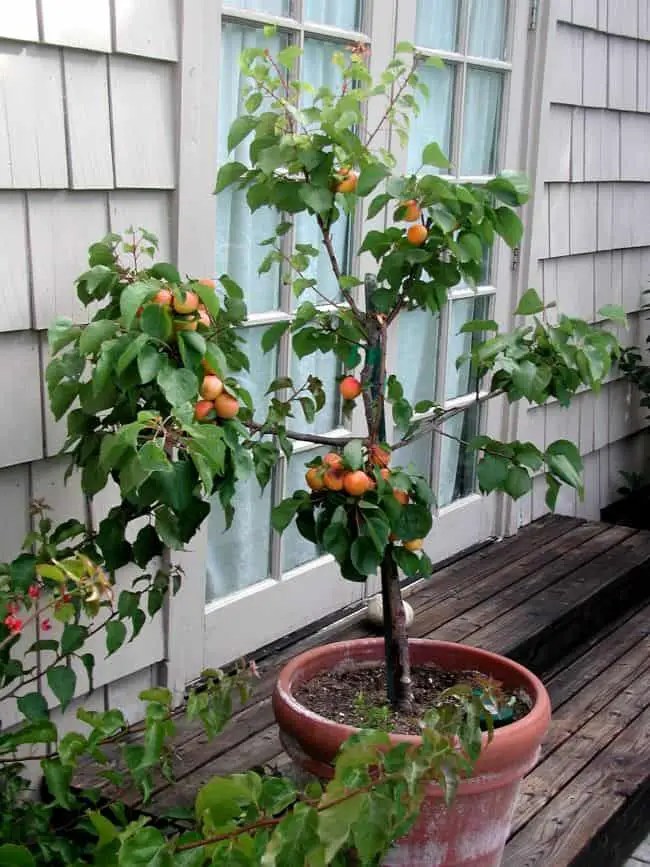 21 Best Ideas For Growing Fruit Trees in Containers Gardenoid