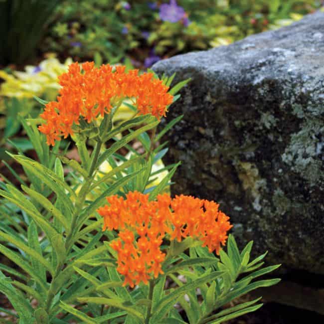 31 Plants That Require Little Water Drought Tolerant Plants Gardenoid