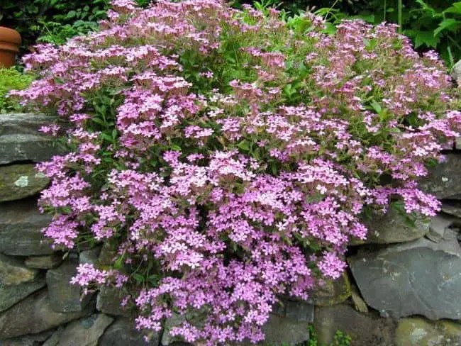 31 Plants That Require Little Water Drought Tolerant Plants Gardenoid