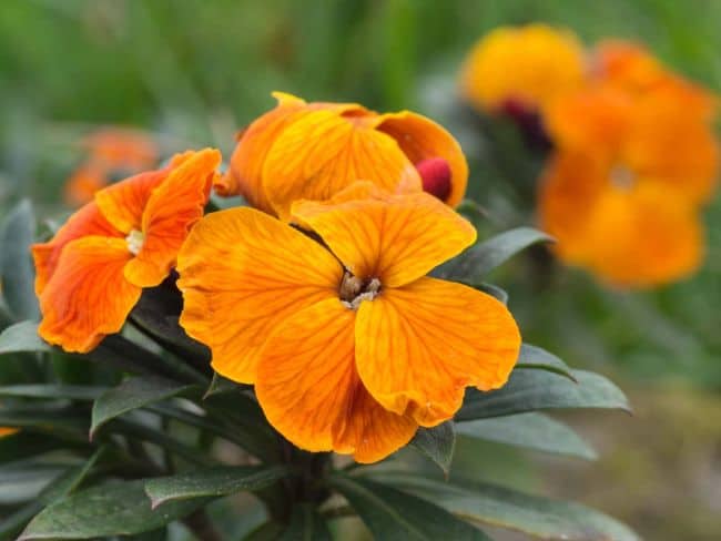 31 Plants That Require Little Water Drought Tolerant Plants Gardenoid