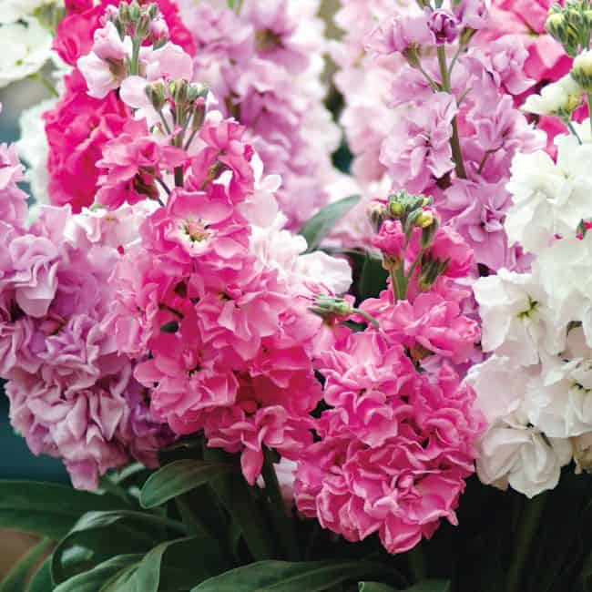 What Plants Can Grow In Winter