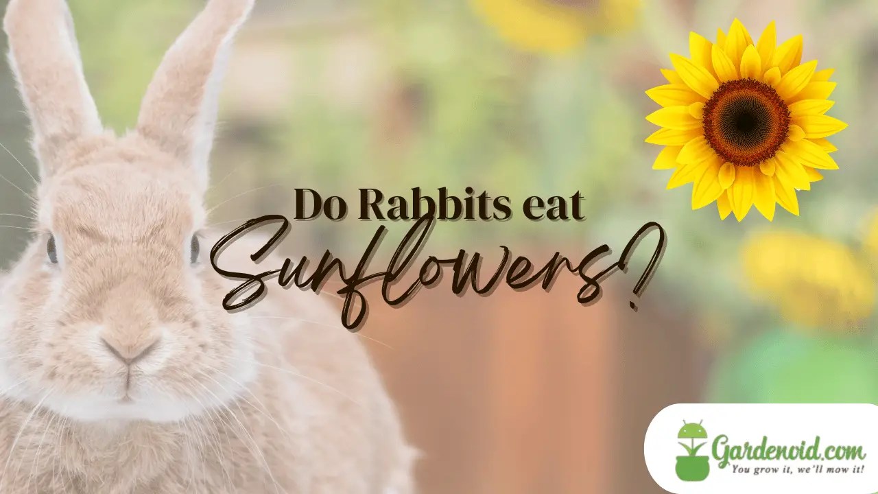 Gardening Tips and Advice