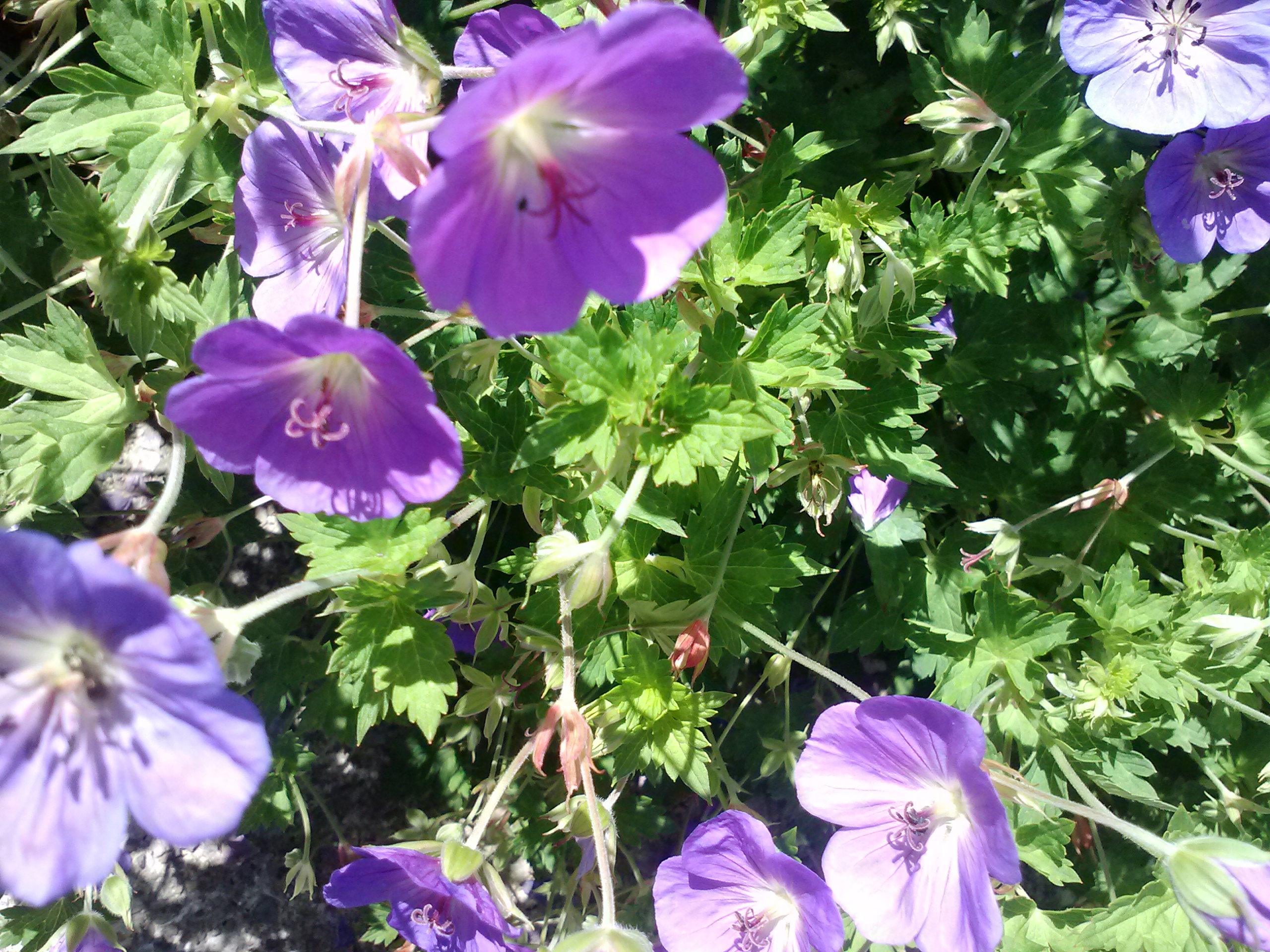 Pollinator Pocket Progress GARDENOPOLIS Cleveland