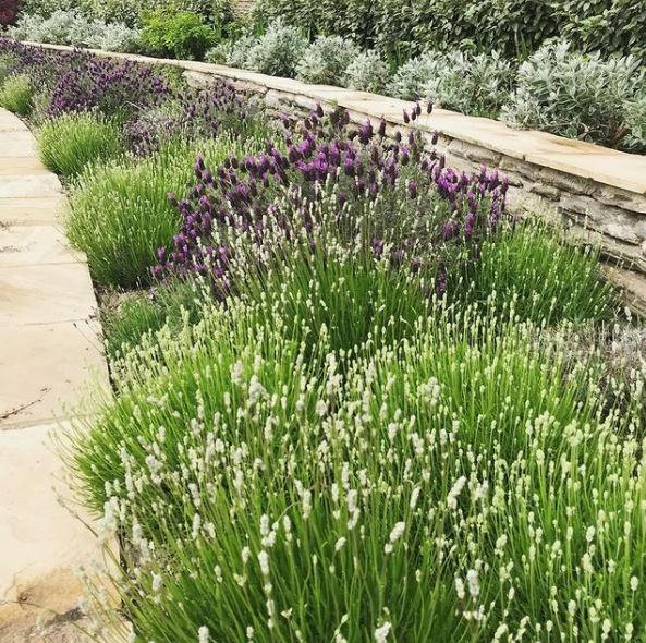 18 Best Ground Cover Plants for UK Gardens Garden Patch