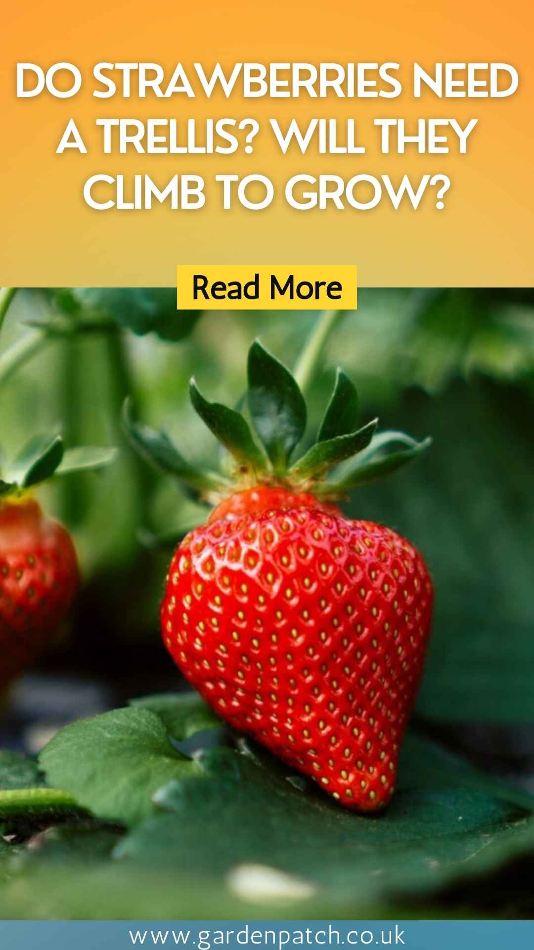 Do Strawberries Need a Trellis? Will They Climb to Grow?