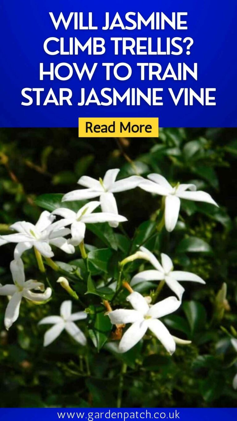 Will Jasmine Climb Trellis? How to Train Star Jasmine Vine