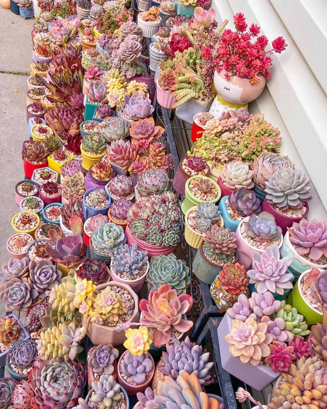 How to Choose the Best Planter Box for Succulents 8 Ideas