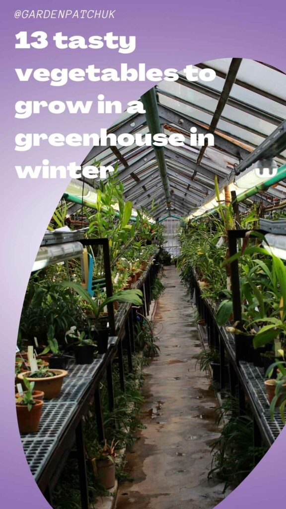 13 Tasty Vegetables To Grow In a Greenhouse In Winter