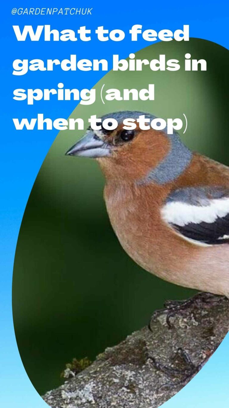 What To Feed Garden Birds In Spring (And When To Stop)