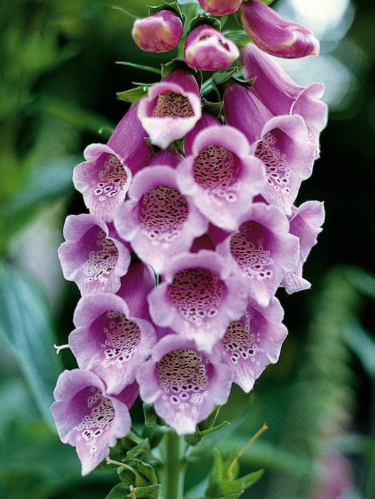 Top 10 Flowers to Grow in Shade
