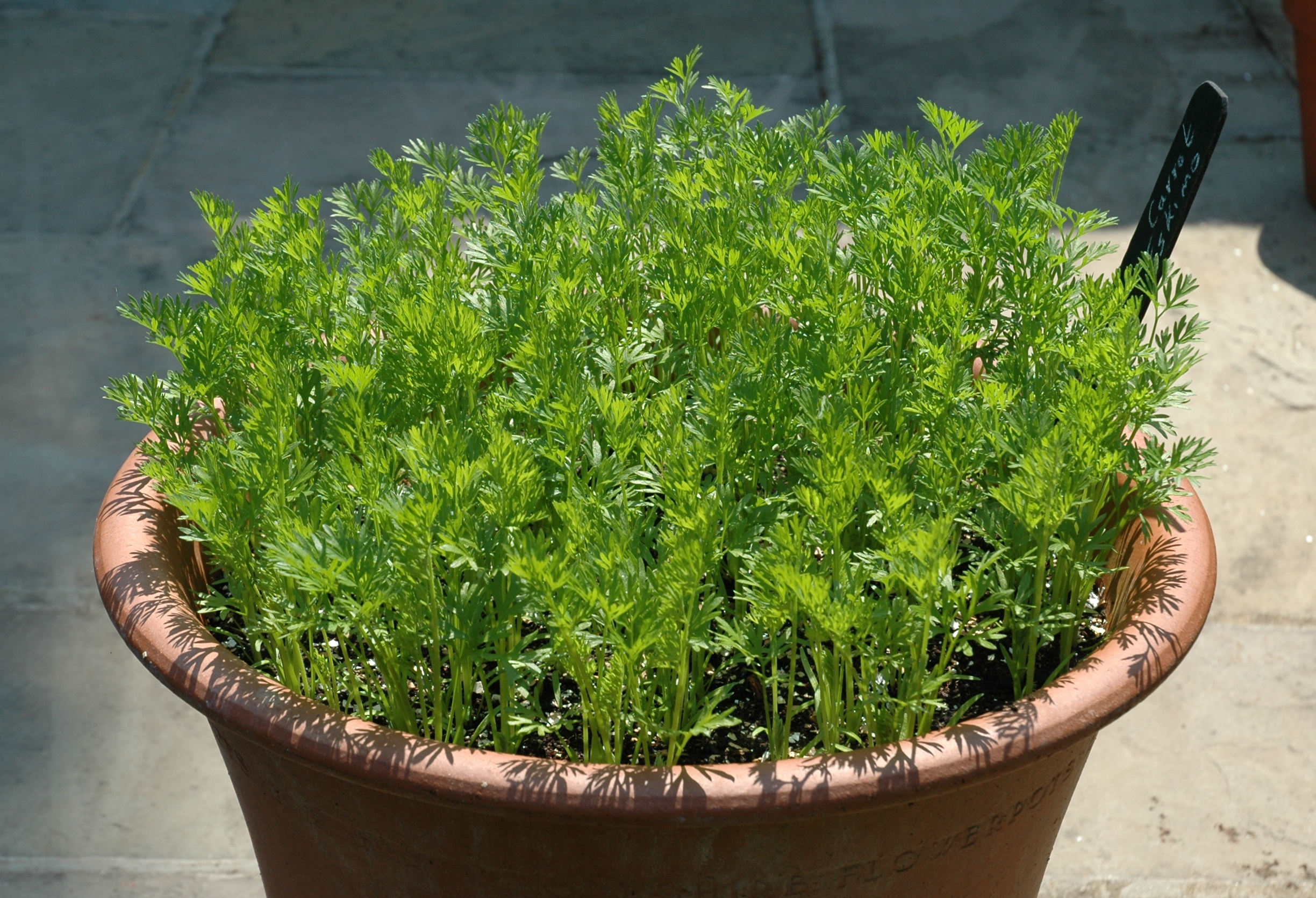 Growing carrots in pots Growing carrots, Container gardening, Small
