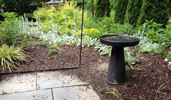Garden Dilemma Under the Bird Feeders GardenRant