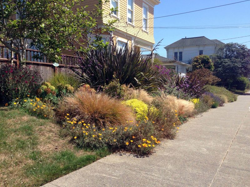 The NoWater California Garden GardenRant
