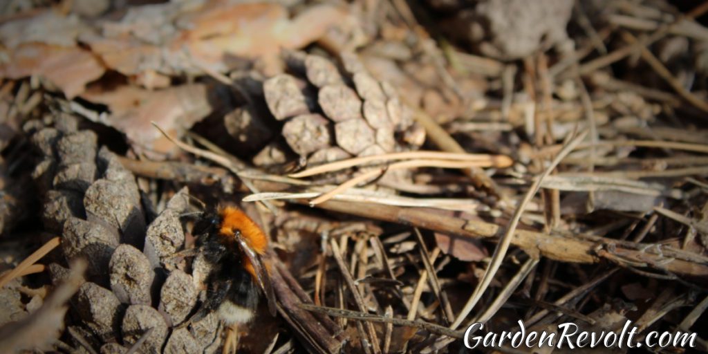 Can you compost pine needles and cones? Garden Revolt