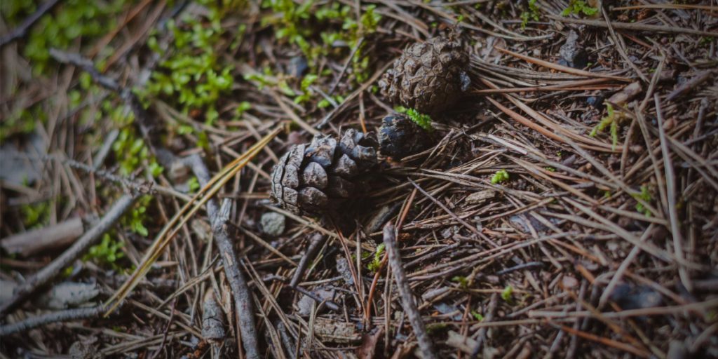 Can you compost pine needles and cones? Garden Revolt