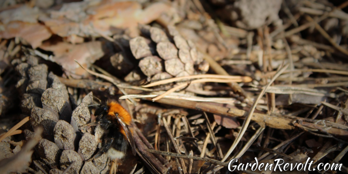 Can you compost pine needles and cones? Garden Revolt