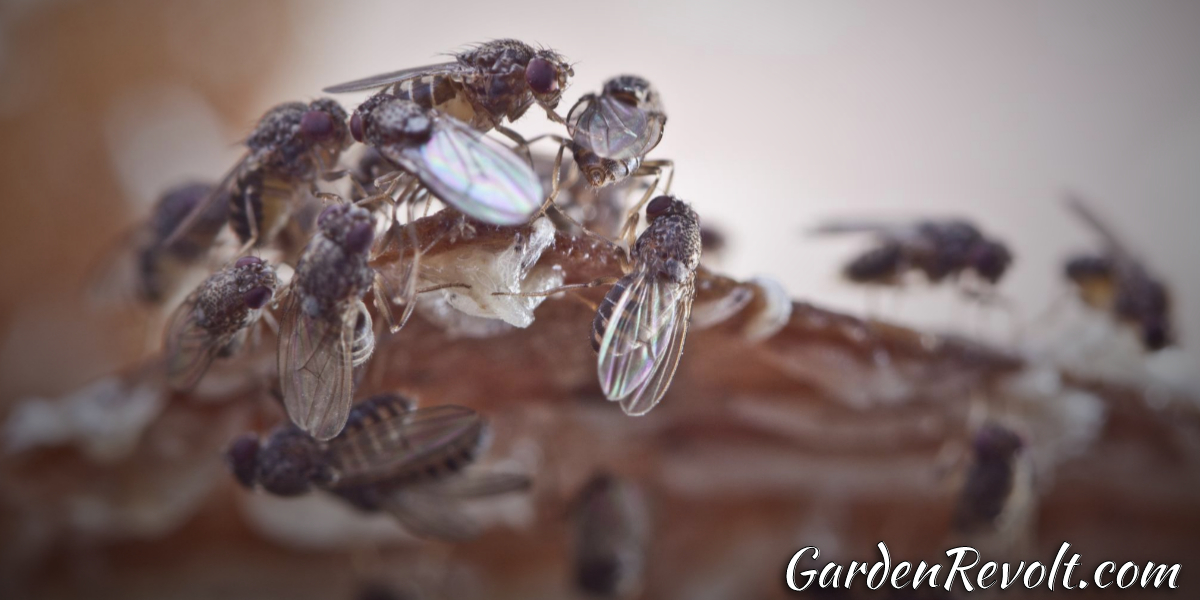 How to get rid of flies in a composter? (10 Handy Hints!) Garden Revolt