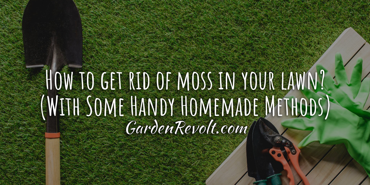 How to get rid of moss on your lawn? (With Some Handy Homemade Methods