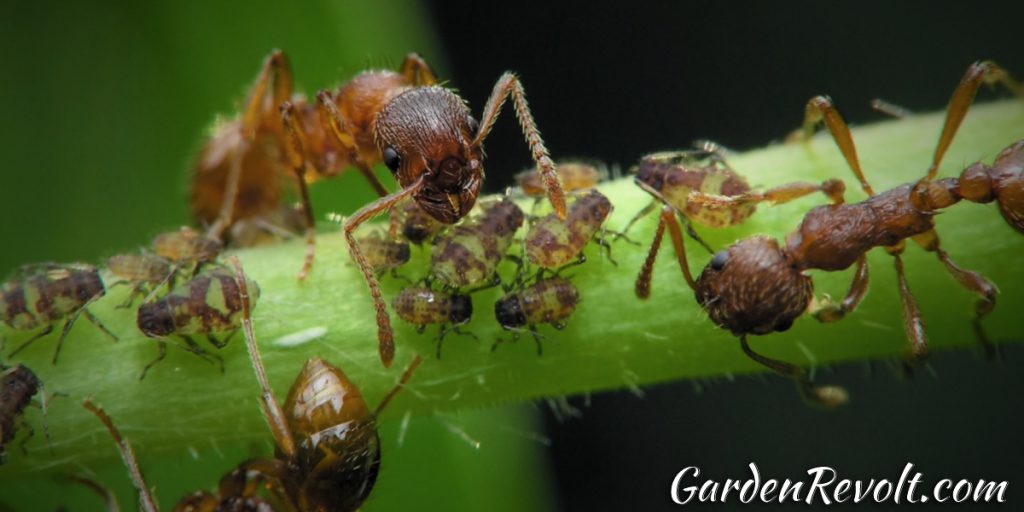Is it okay to have ants in your compost? (8 methods to Fight Ants
