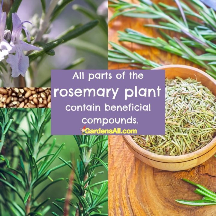 Healthy Benefits of Rosemary A Powerful Herb for Longevity