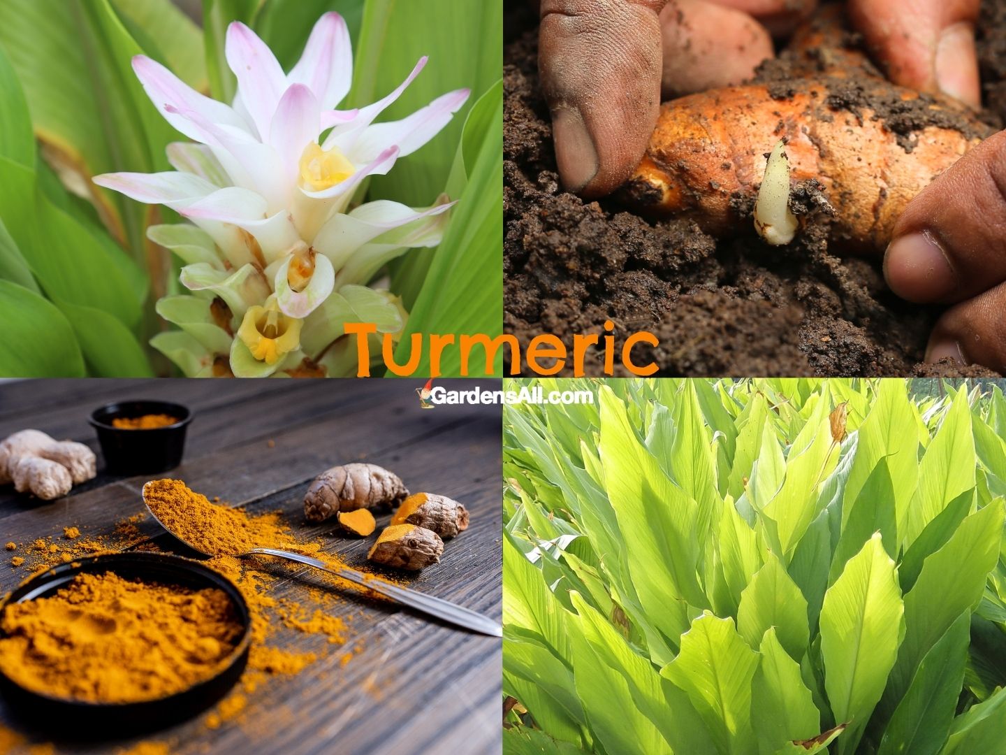 How to Grow Turmeric In Pots or in the Ground GardensAll
