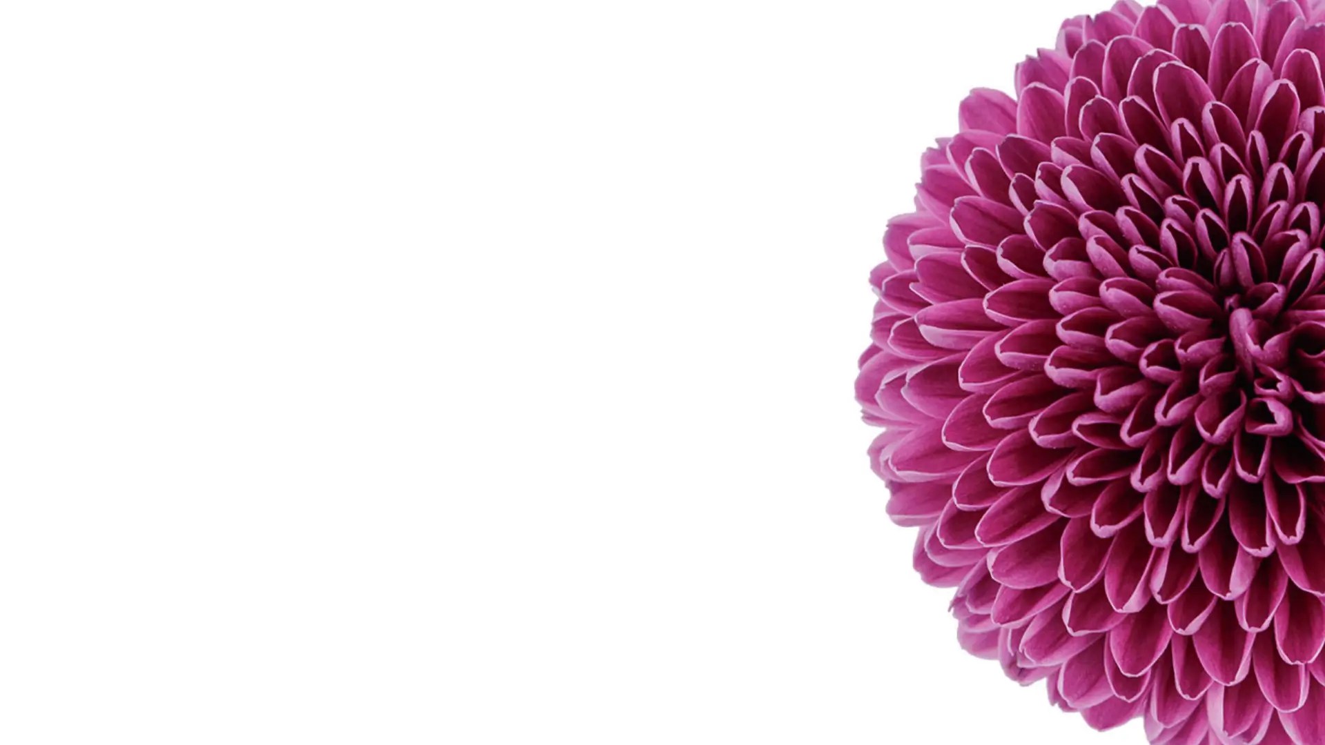 Bulk Flowers Distributors in Miami, Doral, FL Wholesale Flowers