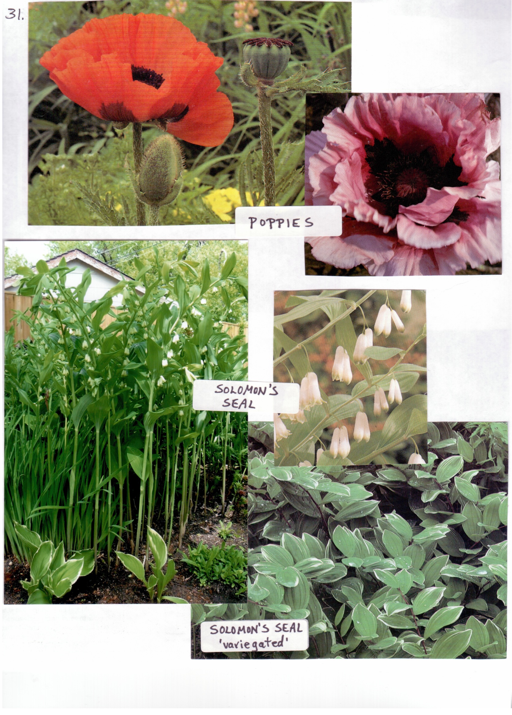 Perennials31 Gardens Four Seasons