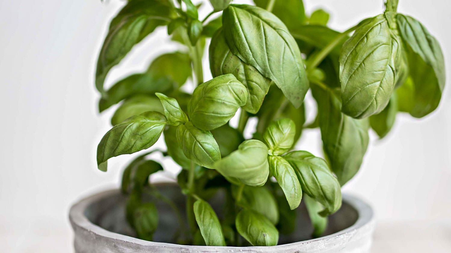 Growing basil indoors gardenstead