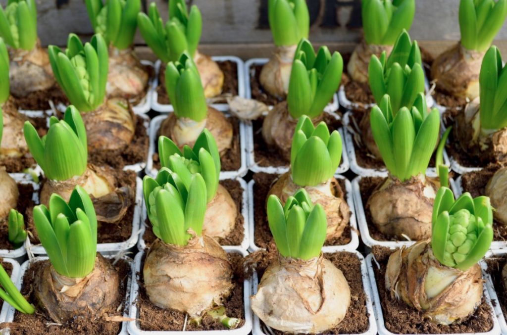 Guide to growing spring bulbs gardenstead