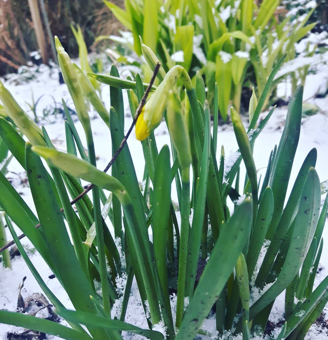 Freezing flowers