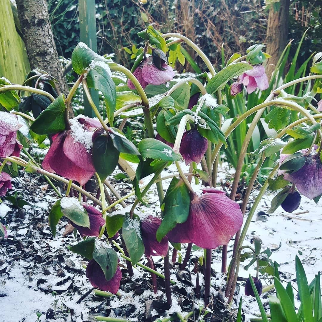 Freezing flowers